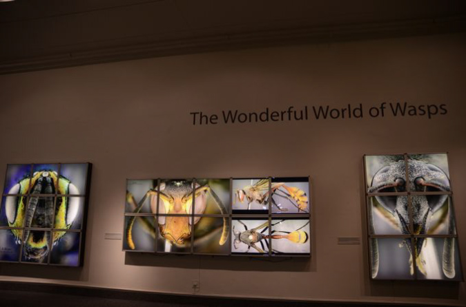 Wasp_exhibition__DSC3418